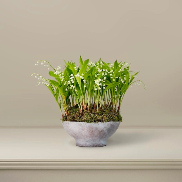The Du Maurier Lily Of The Valley Planter