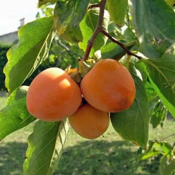 Diospyros kaki 'Vaniglia'