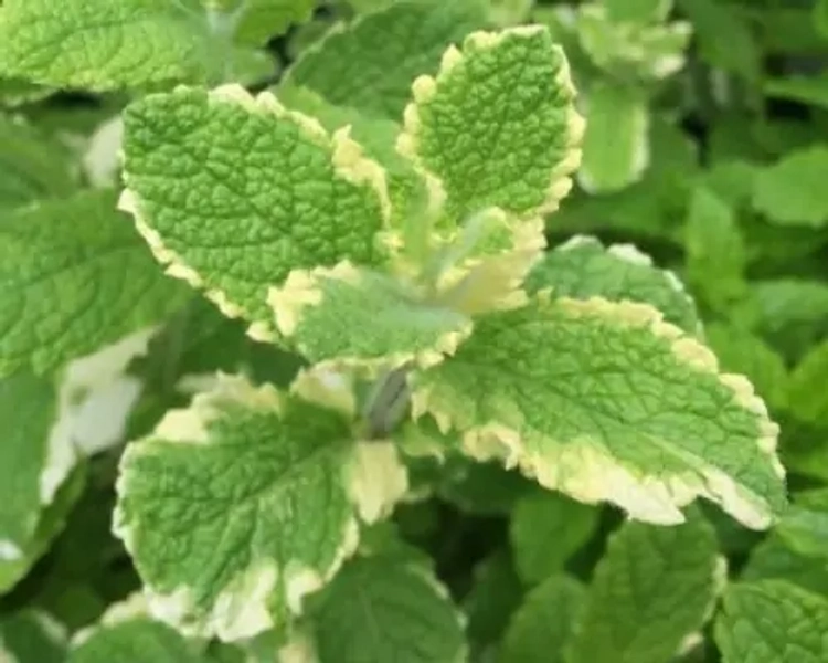 Mentha suaveolens 'Variegata'