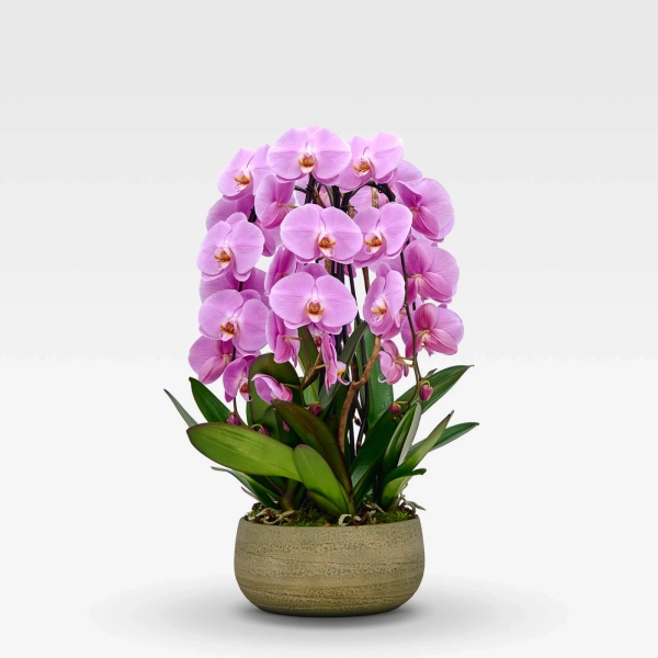 Rotonde Rosaline N°5 ✿ Orchidée en coupe par René Veyrat
