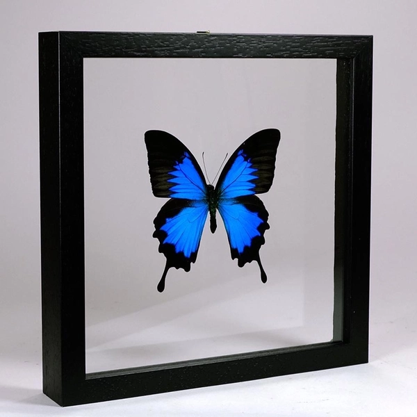 Papilio Ulysses Ulysses in black double-glass frame 25x25cm