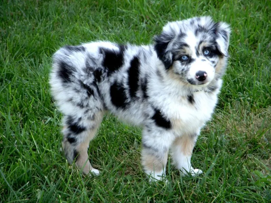 Puppy of my dreams <3