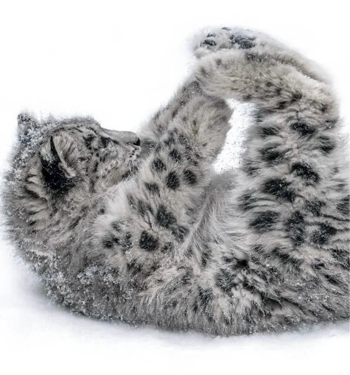 snow leopard cos