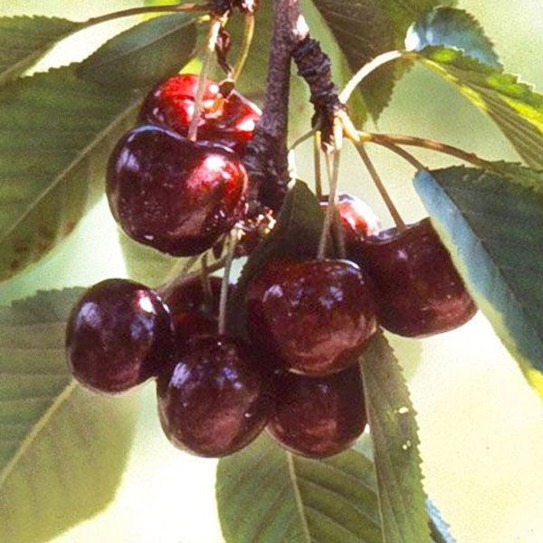 Lapins Sweet Cherry Tree