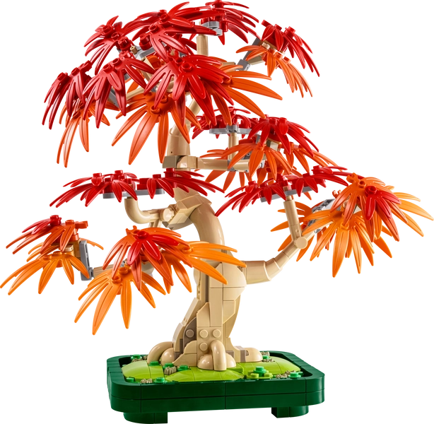 Japanese Red Maple Bonsai Tree