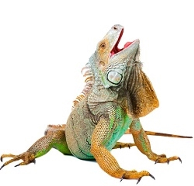 Iguana Meat for sale 1 Lb - Taste of Iguana Meat - Exotic Meat Market