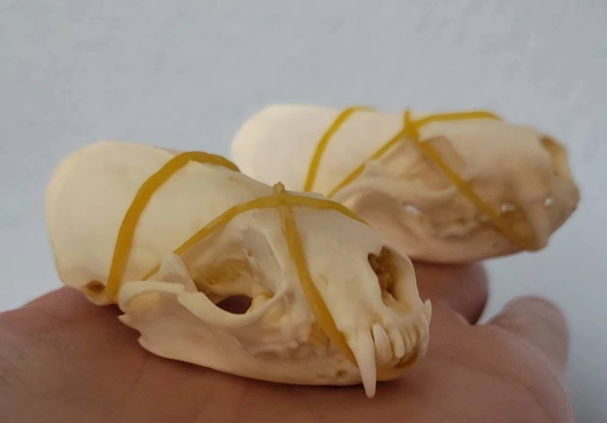 Mink skull