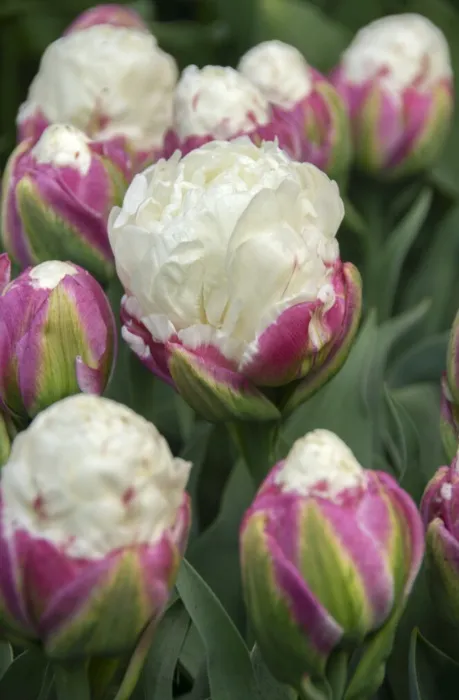 Ice Cream Tulips