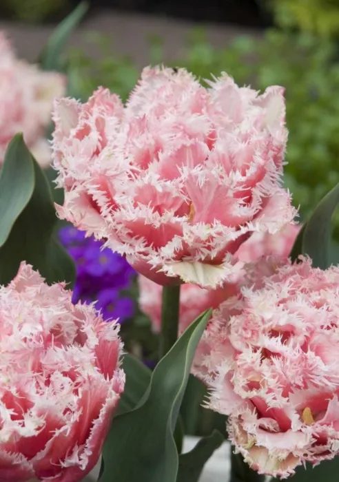 Frilled Tulips