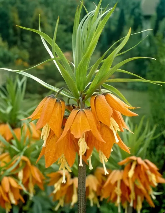 Fritillaria