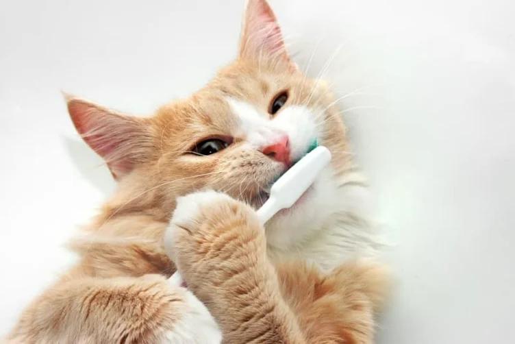 Emergency Dental Work 