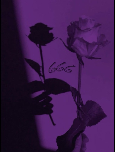 ✨666 roses✨