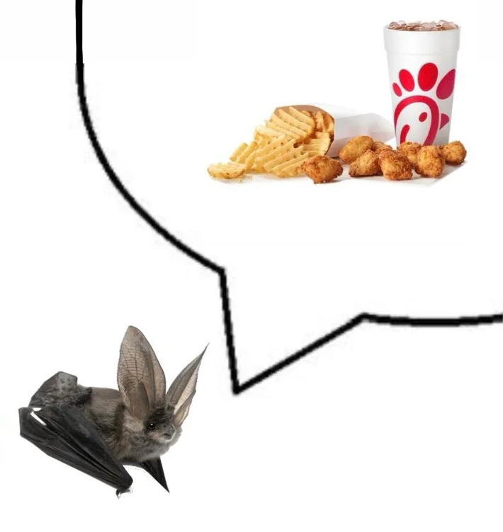chikfila funds 