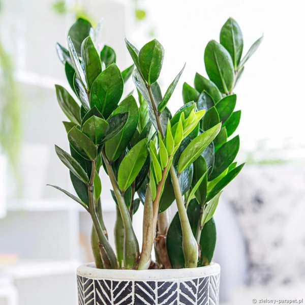 Zamioculcas zamiifolia Lima