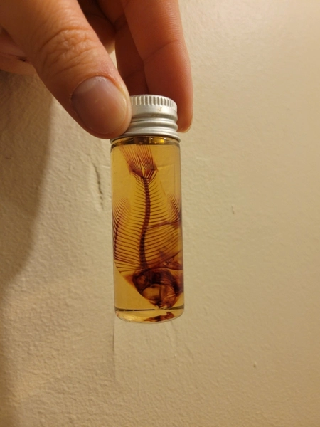 Diaphanized Fish Wet Specimen
