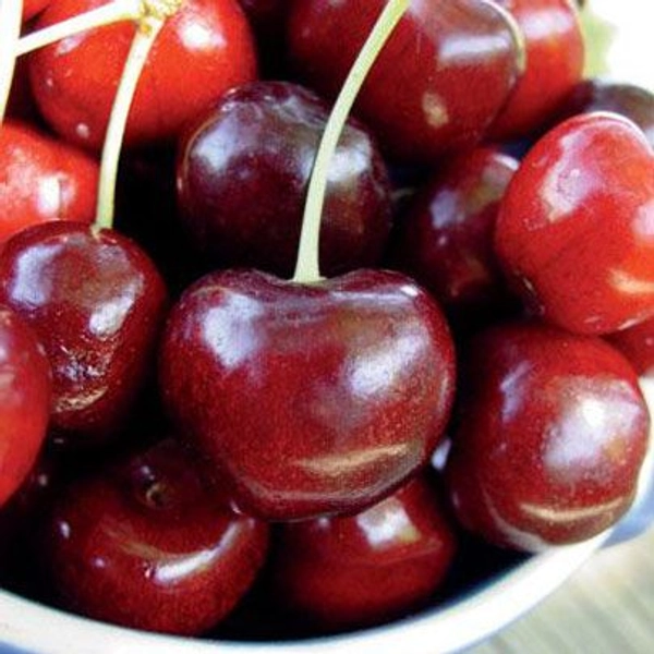 Starking® Hardy Giant™ Antique Sweet Cherry Tree