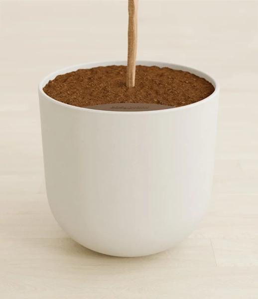 Giant Fiddle Leaf Fig for Sale | easyplant