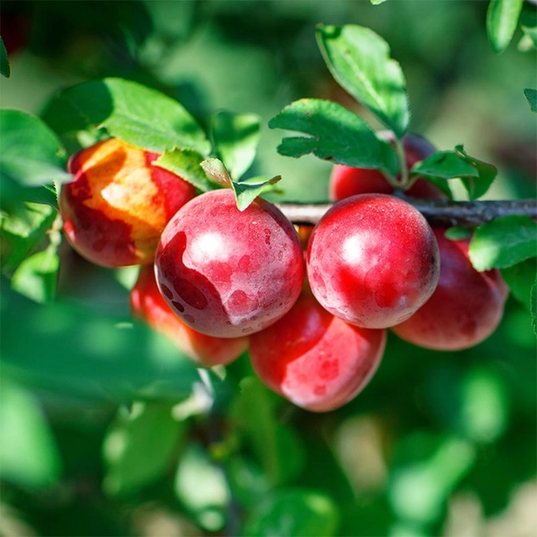 Arctic Queen Nectarine Tree