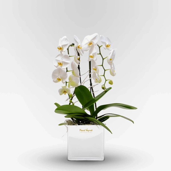 Galerie Vivienne ✿ Orchidée en coupe par René Veyrat