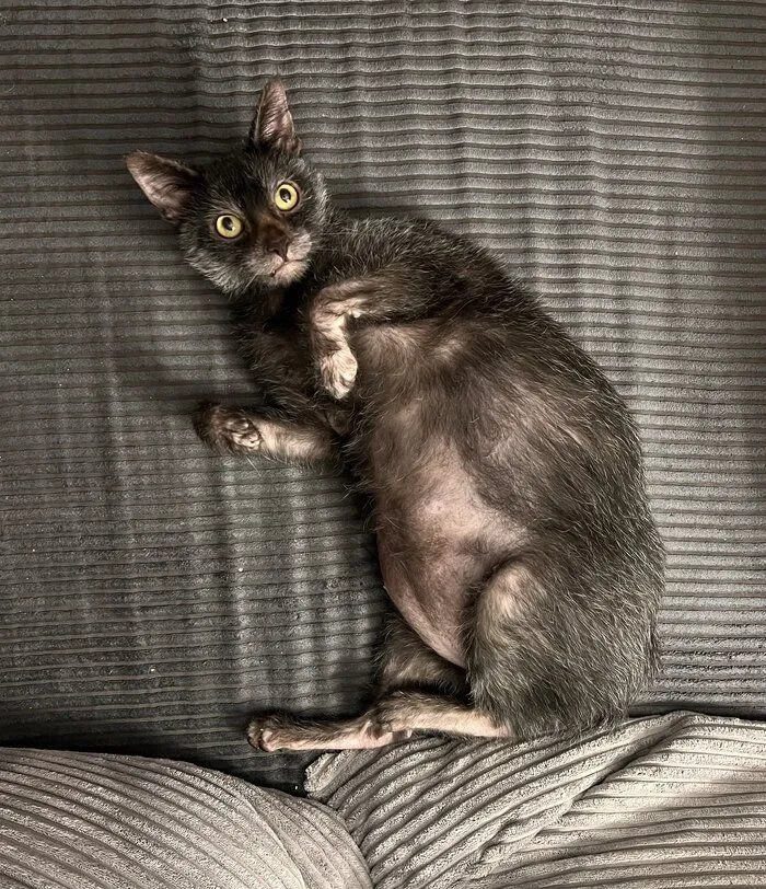 Vet bills for my creature!