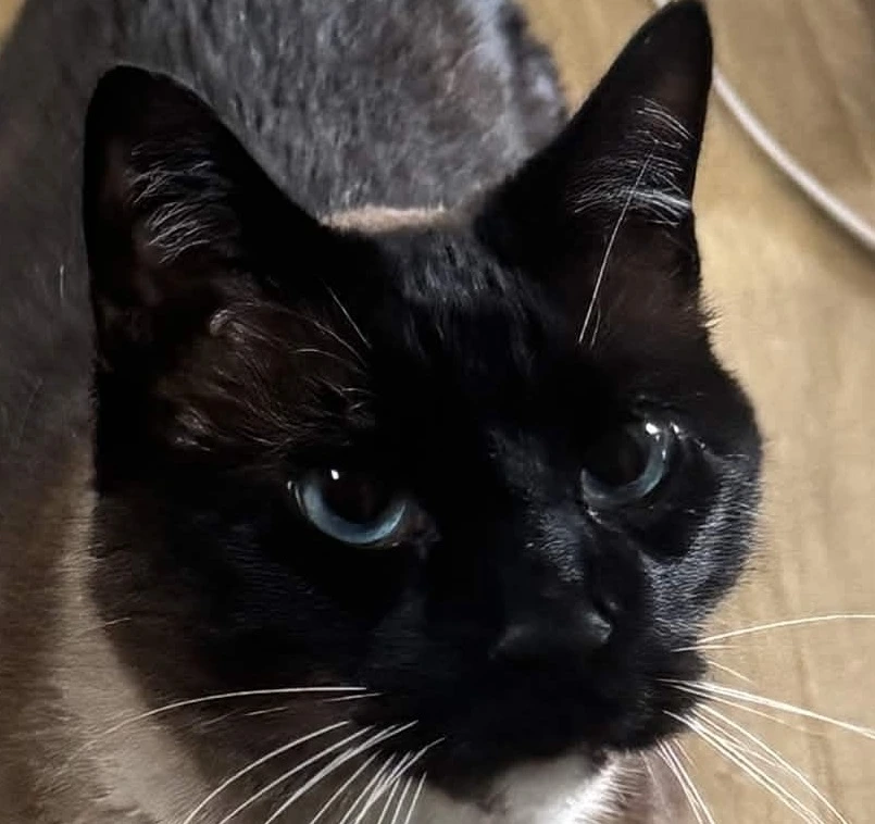 Vet Bills | Crowdfund Payout Gift