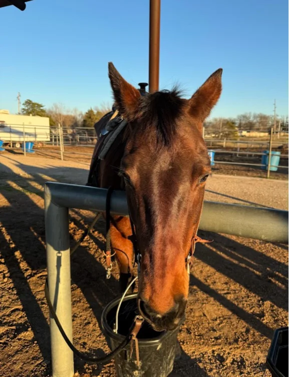 Horse riding 