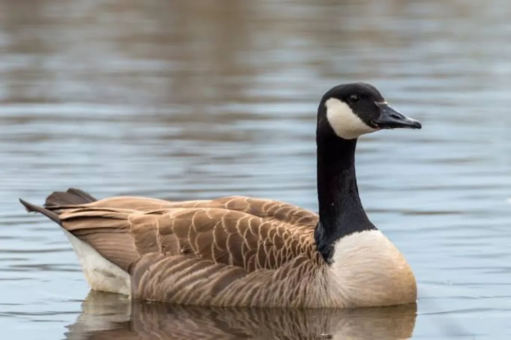 Canadian Goose Gift