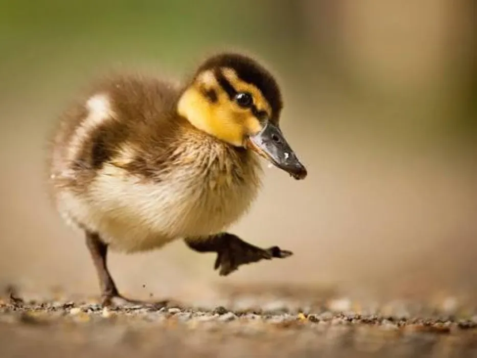 Duckling Gift
