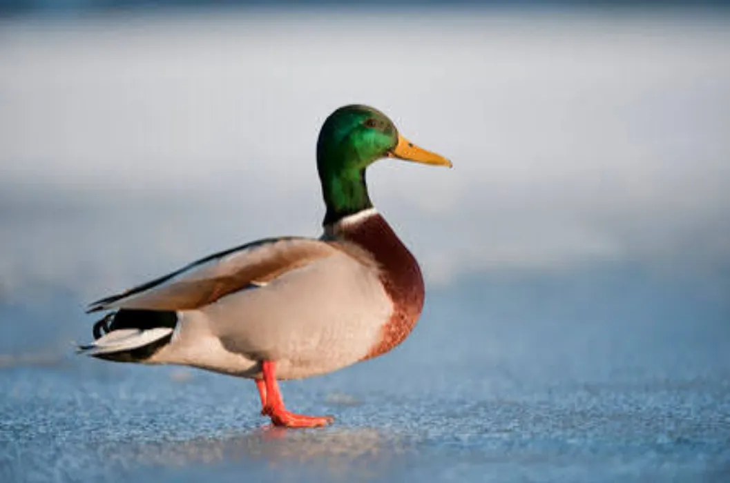 Mallard Gift