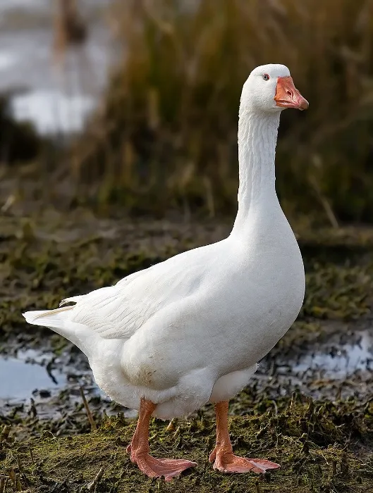 Goose Gift
