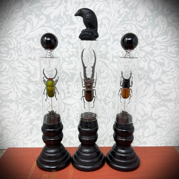 Real Beetle Display: Raven Obsidian Topper, Dark Academia Oddity - Etsy