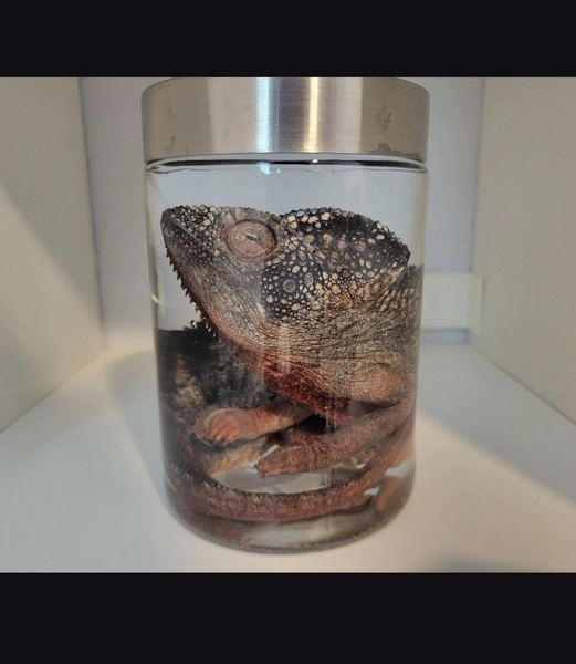 Large Cameleon Wet Specimen