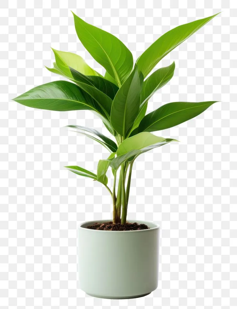 September Plant Fund