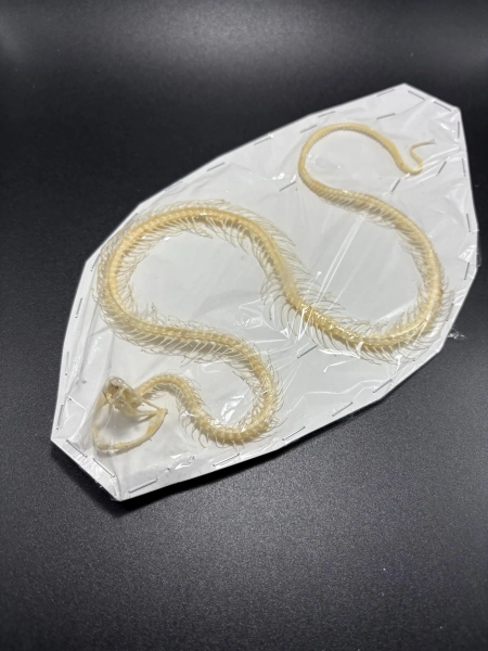 Real Venomous Snake Skeleton (white-lipped island pit viper) (ethically sourced)