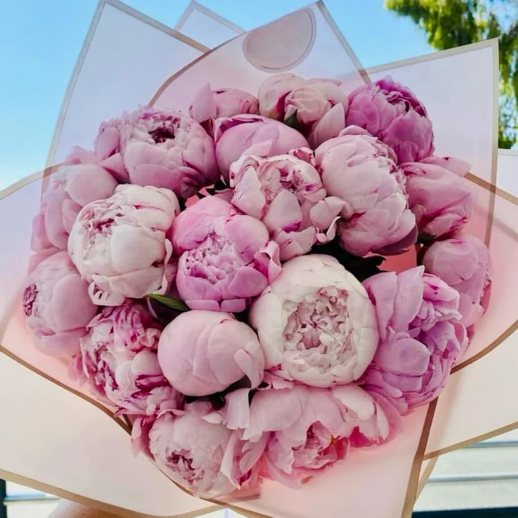 Peonies  22 🌸