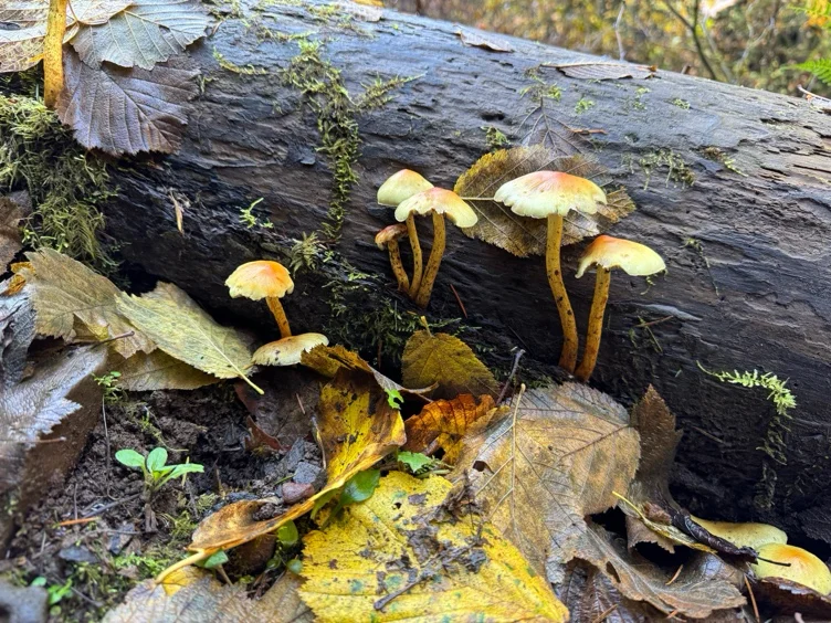 Replace Goblin’s Fence 🔨🪚🪛