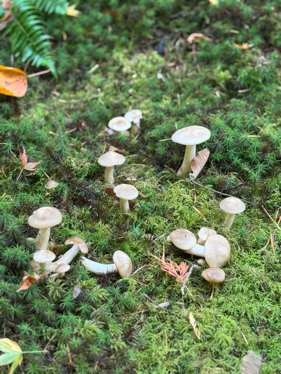 Hair Appt (cut + color)