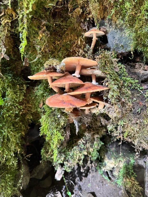 Claws for Goblin 💅🏻