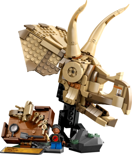 Dinosaur Fossils: Triceratops Skull