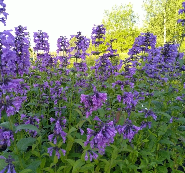Nepeta 'Weinheim Big Blue' / Macskamenta