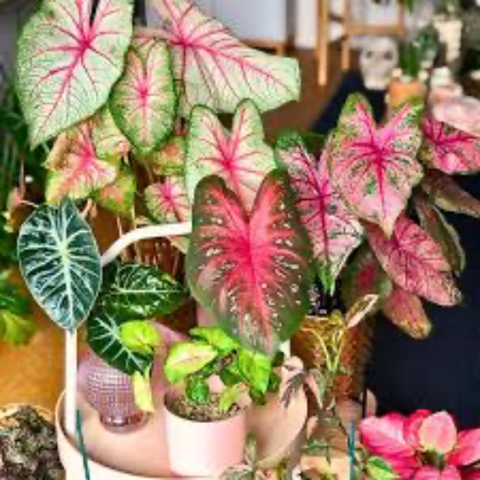 Plant Addiction