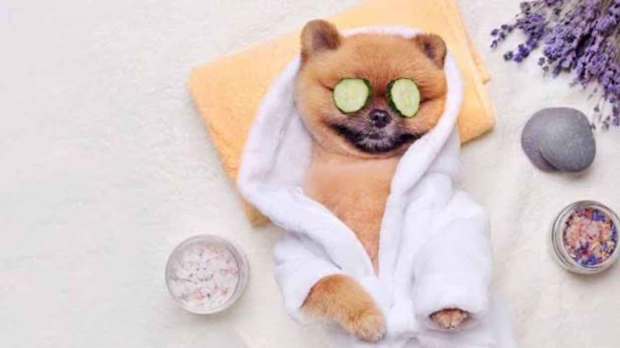 Senior Pup Maintenance 