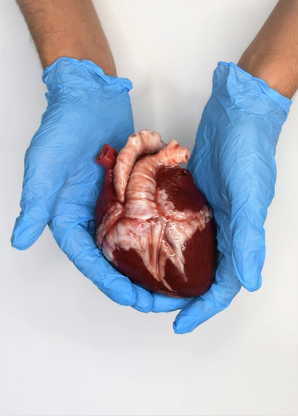Hollow Human Heart Model Life Size, Anatomical Silicone Heart for Animatronic FX, Horror Movie Prop