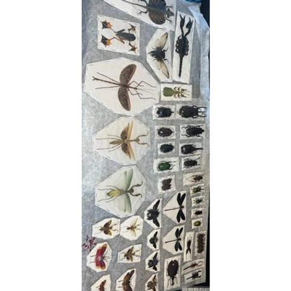 Assorted bugs insects specimen Wholesale Mix Lot Bulk
