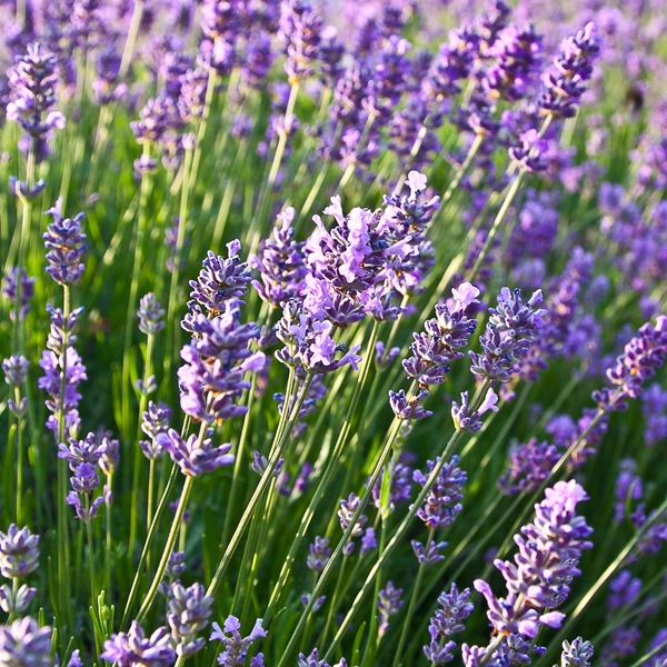Lavendel 'Felice'