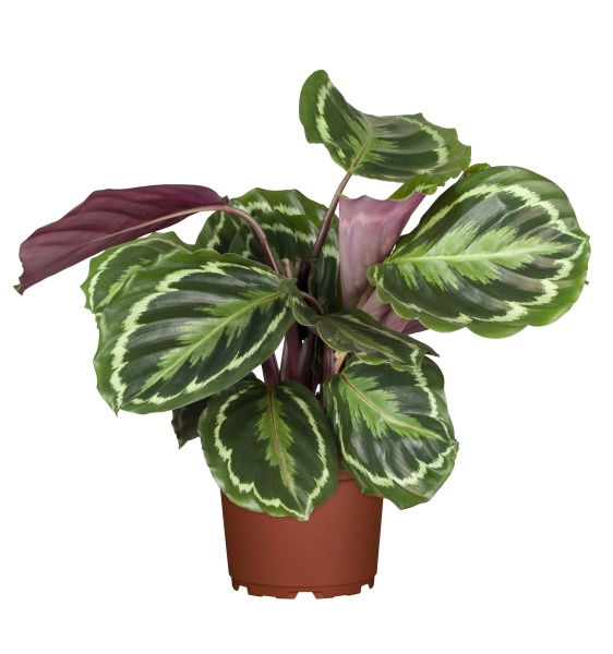 Calathea Medallion - 45 cm 14 cm