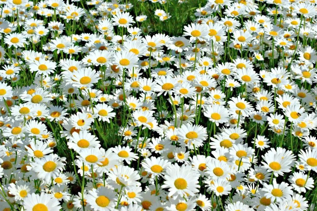 Daisies🌼
