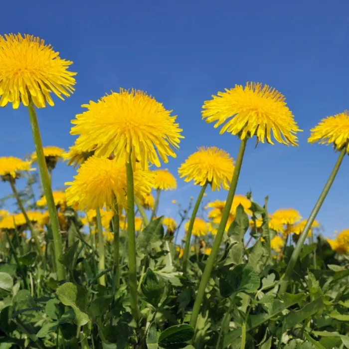 Yellow dandelion