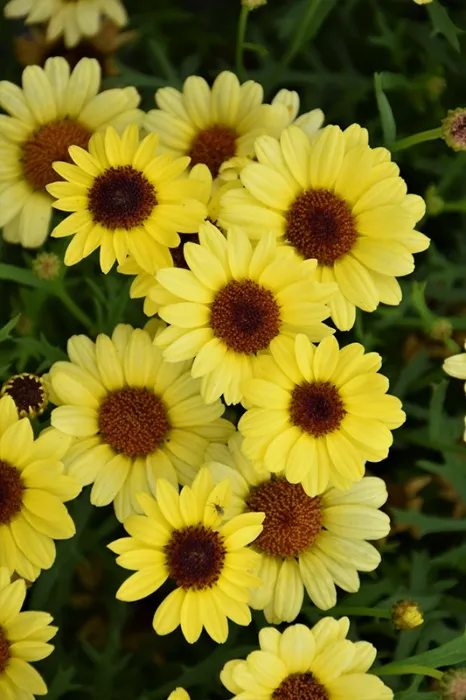 Yellow daisies