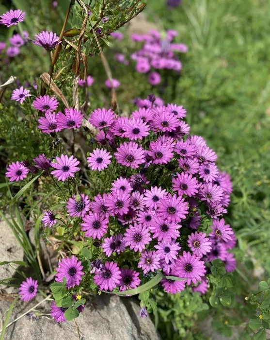 Lilac daisies🌼💜